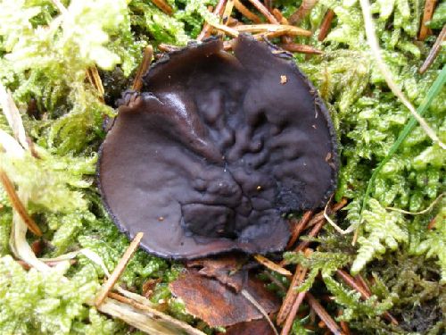 Pseudoplectania nigrella